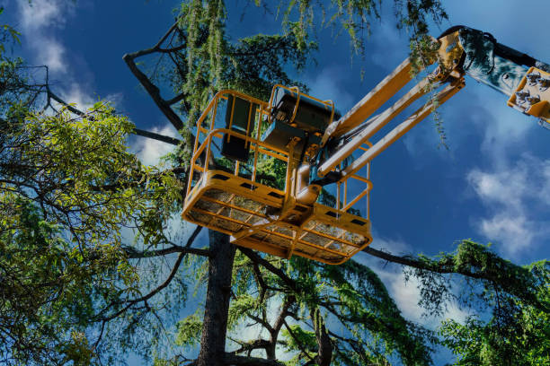 Best Tree Maintenance Programs  in Karnes City, TX