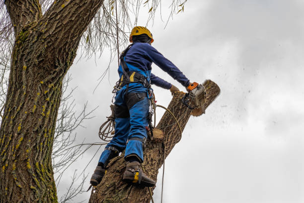 Best Utility Line Clearance  in Karnes City, TX