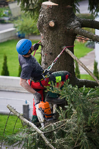 Best Tree and Shrub Care  in Karnes City, TX