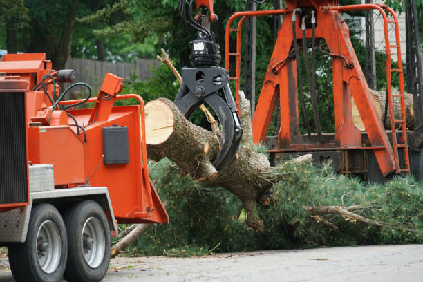 Best Stump Grinding and Removal  in Karnes City, TX